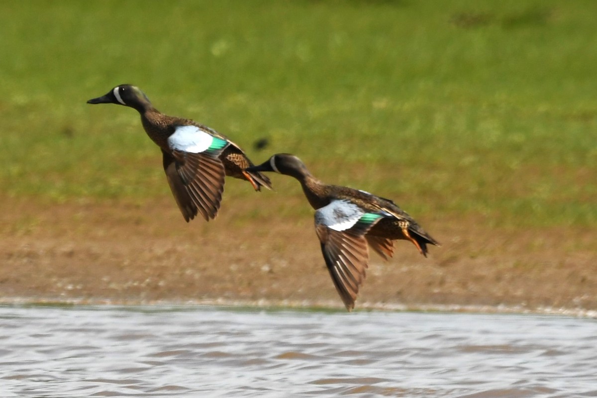 Blue-winged Teal - ML619109789