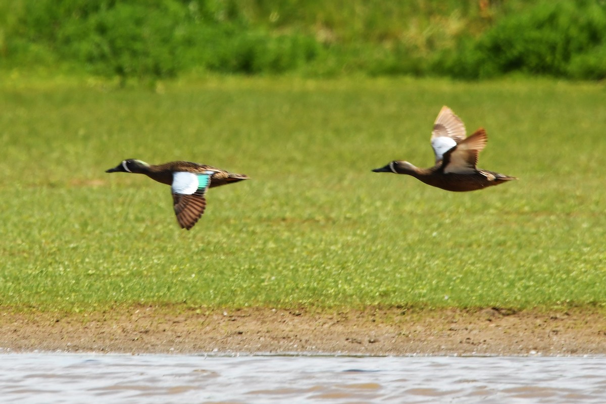Blue-winged Teal - ML619109790
