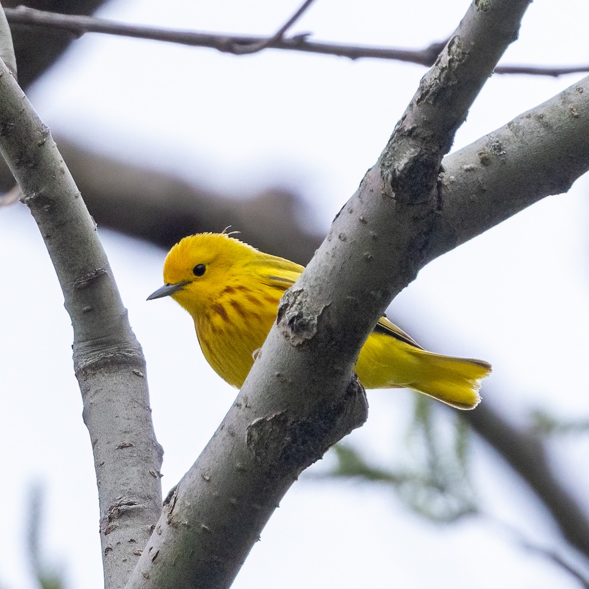 Yellow Warbler - Greg O’Brien