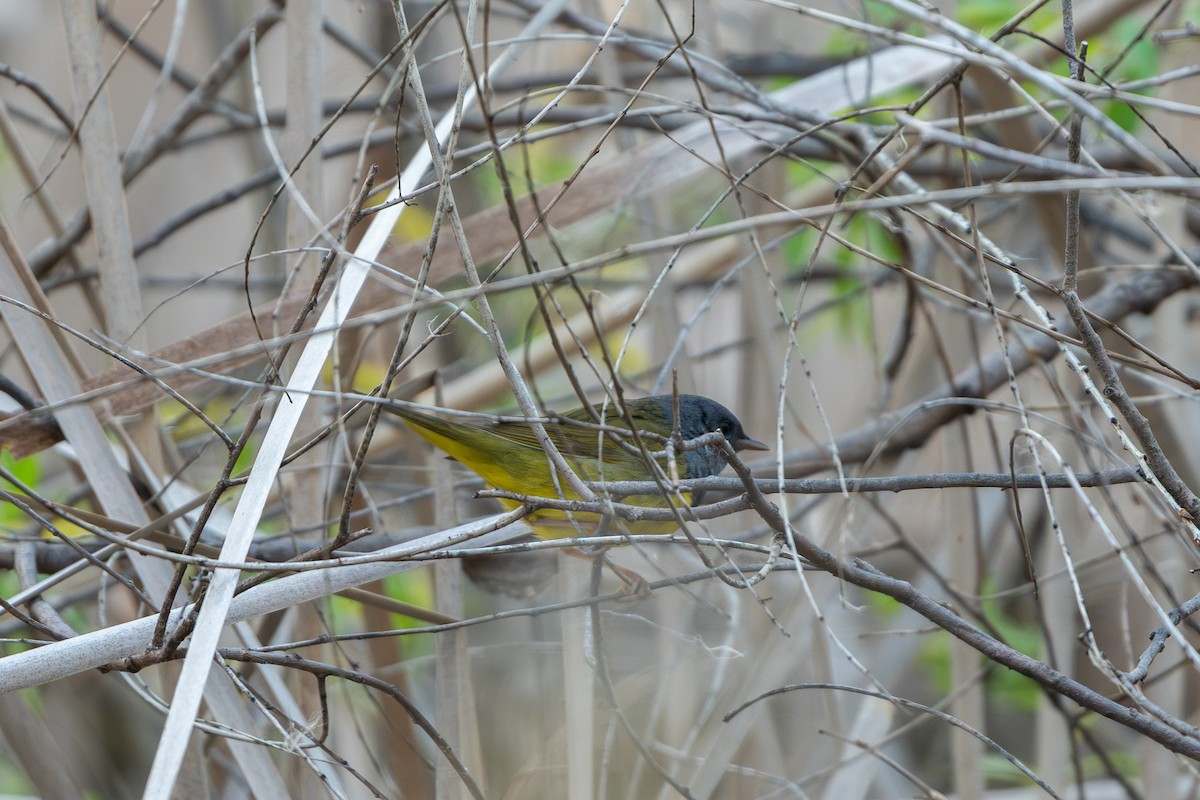 Mourning Warbler - ML619109798