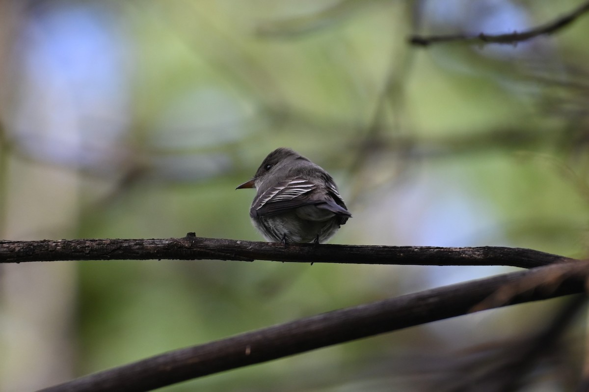 Western Wood-Pewee - Brendan Beers