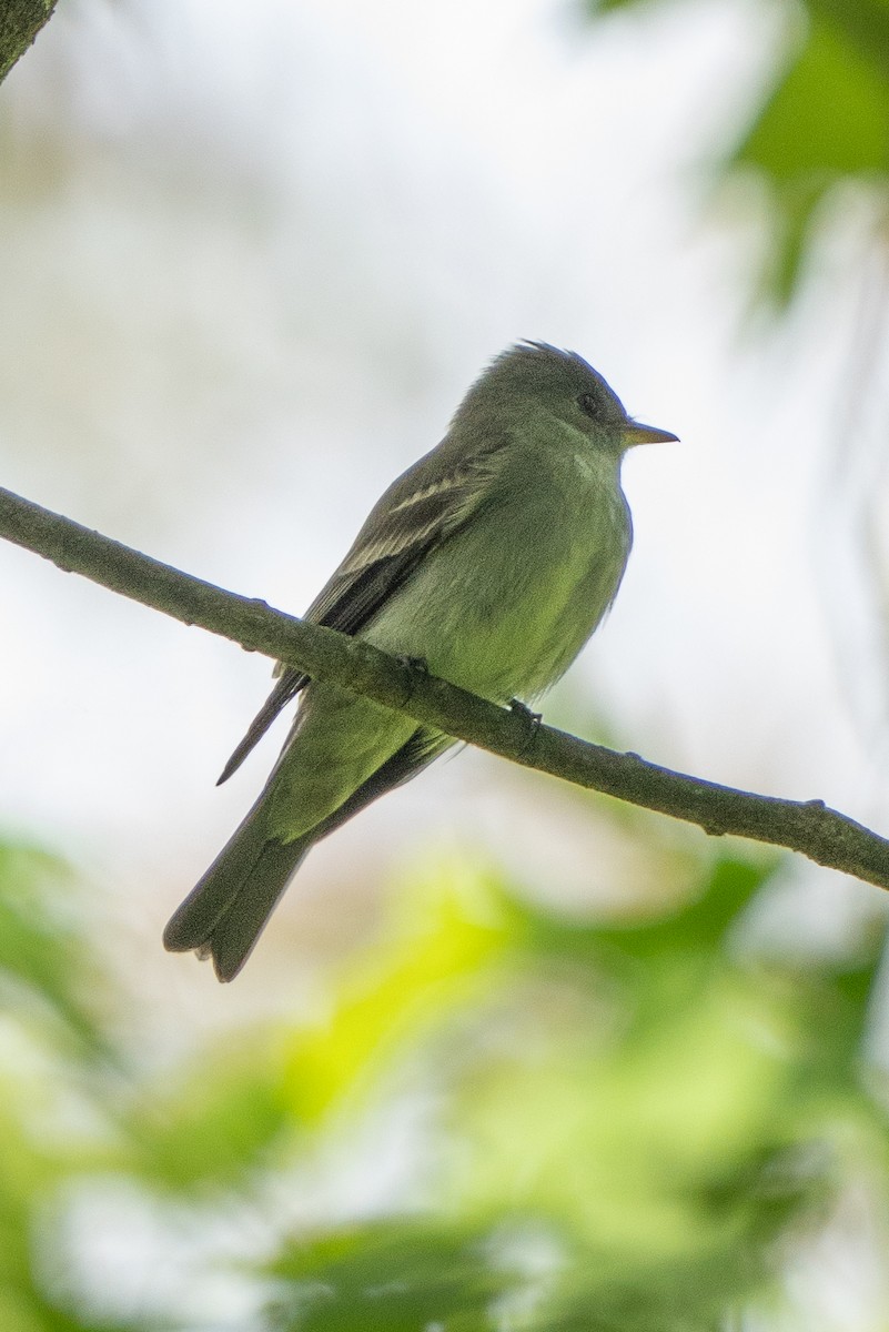 Eastern Wood-Pewee - ML619109806