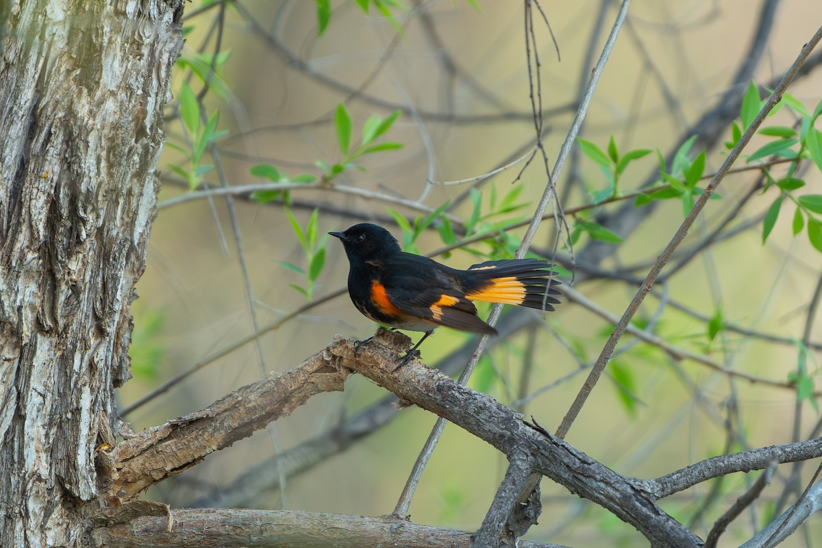 American Redstart - ML619109807