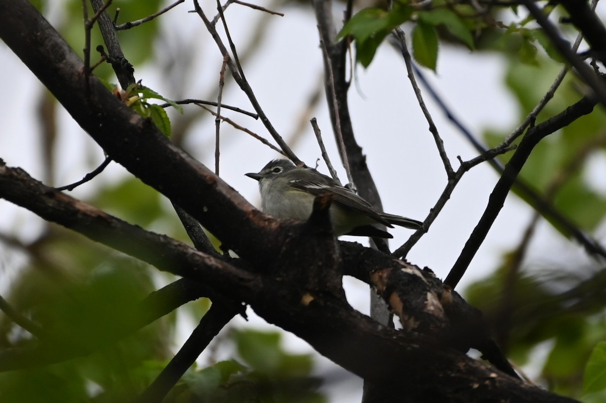 Plumbeous Vireo - Brendan Beers