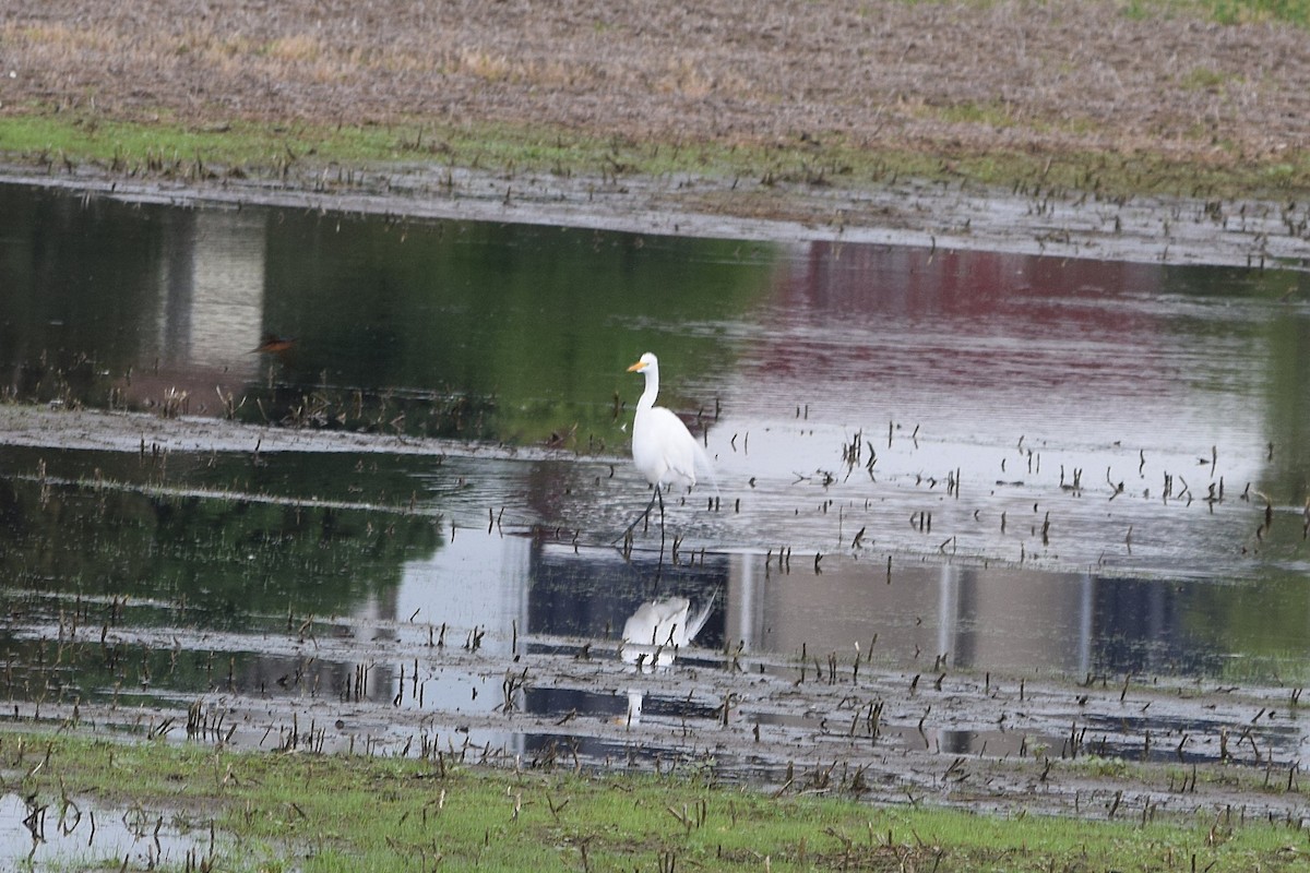 Great Egret - Constanza Ehrenhaus