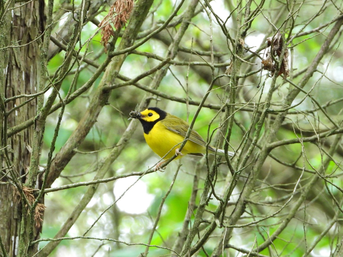 Hooded Warbler - Michael Sveen