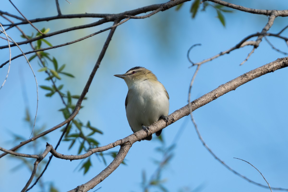 Red-eyed Vireo - ML619109852