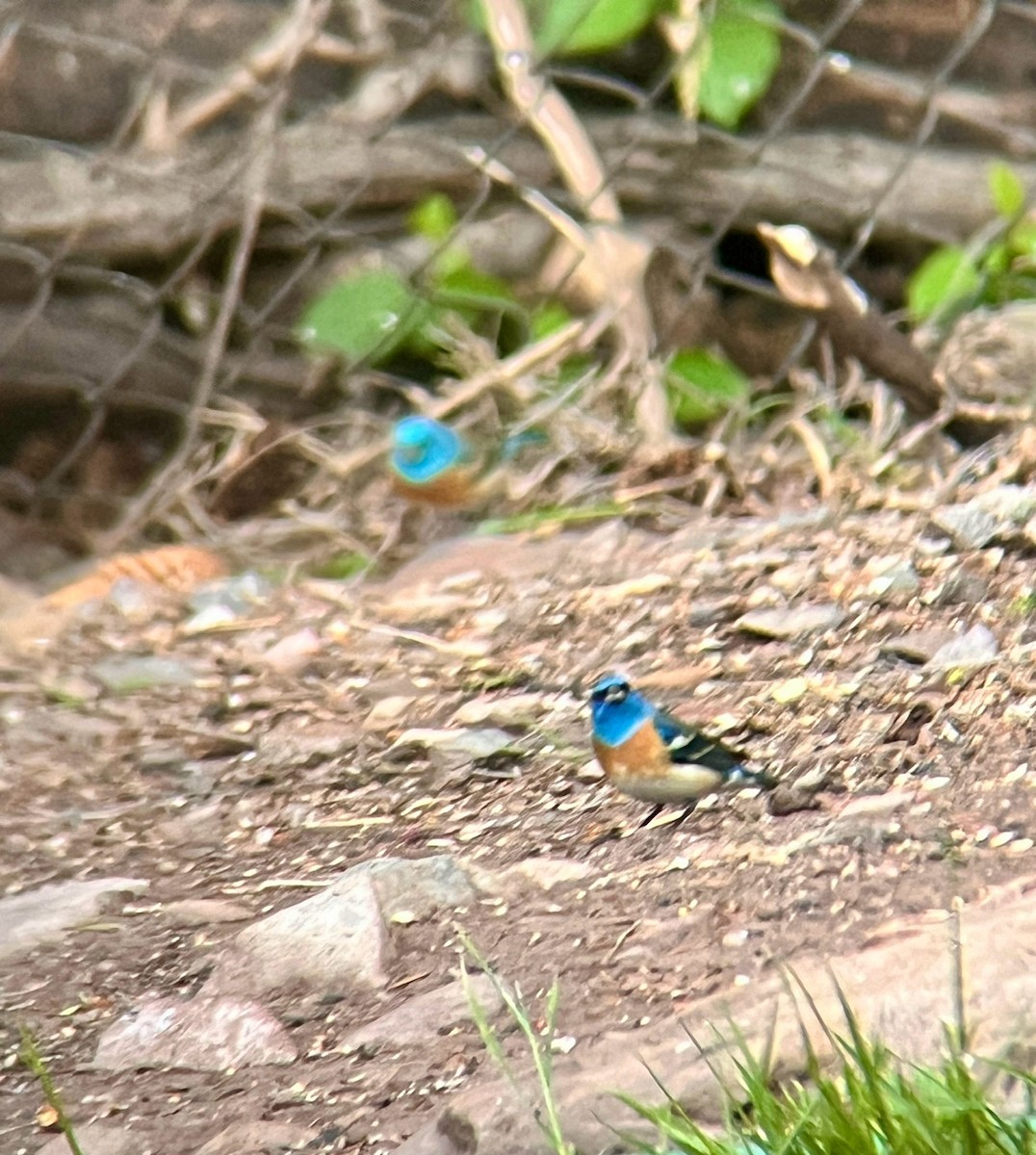 Lazuli Bunting - ML619109855