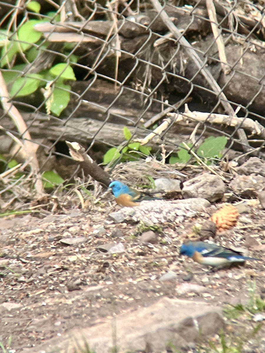 Lazuli Bunting - ML619109856