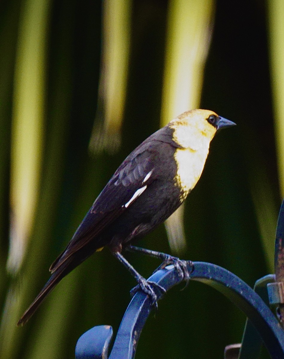 Yellow-headed Blackbird - ML619109862