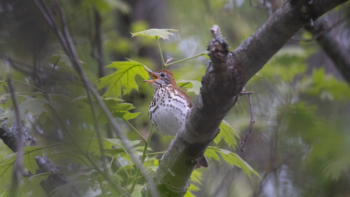 Wood Thrush - Tianshuo Wang