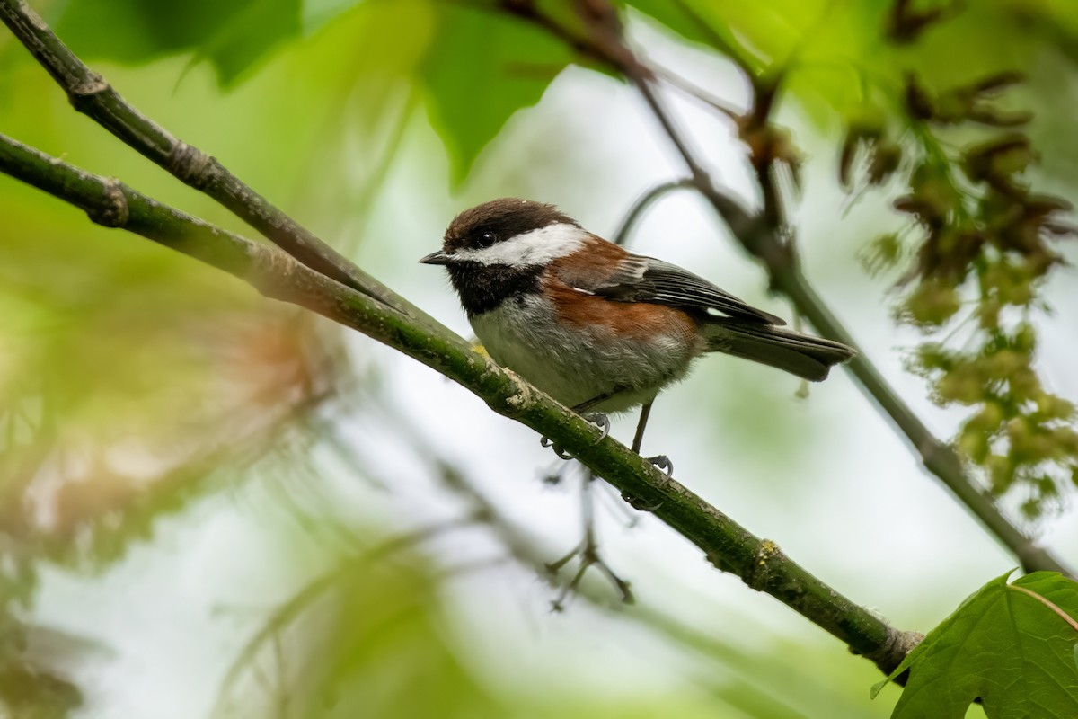 Chestnut-backed Chickadee - Dominic More O’Ferrall