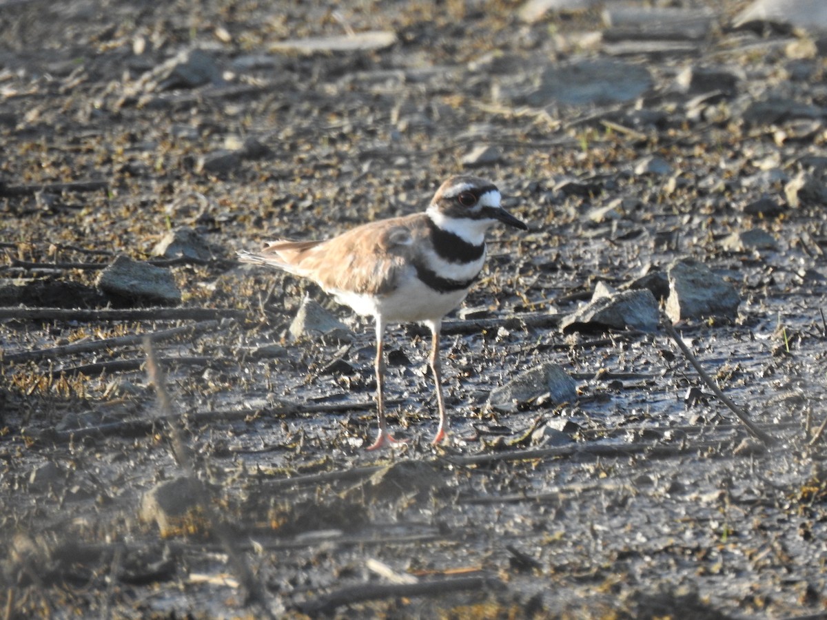 Killdeer - Javier A.V. Diaz