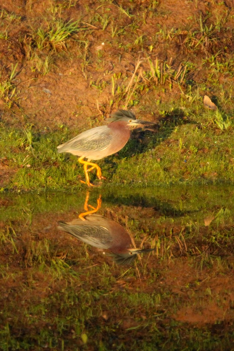 Green Heron - Richard  Lechleitner