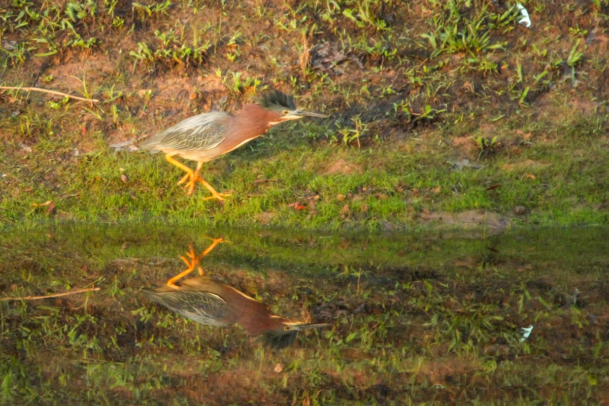 Green Heron - Richard  Lechleitner