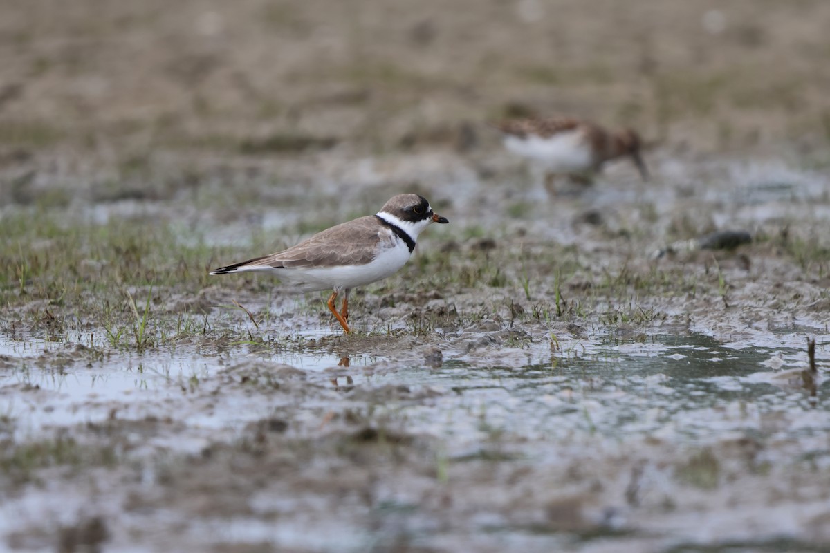 Semipalmated Plover - Janice Farral