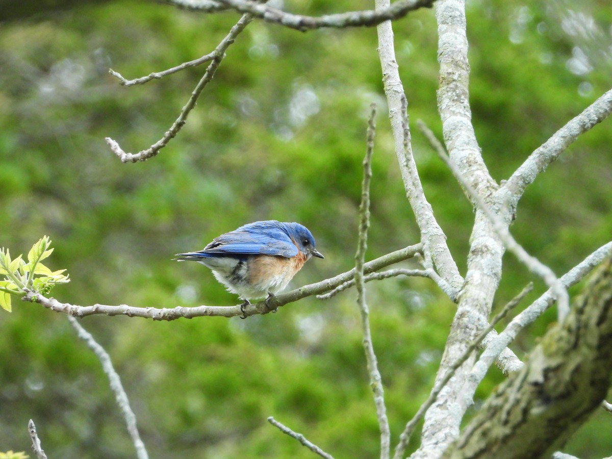 Eastern Bluebird - Michael Sveen