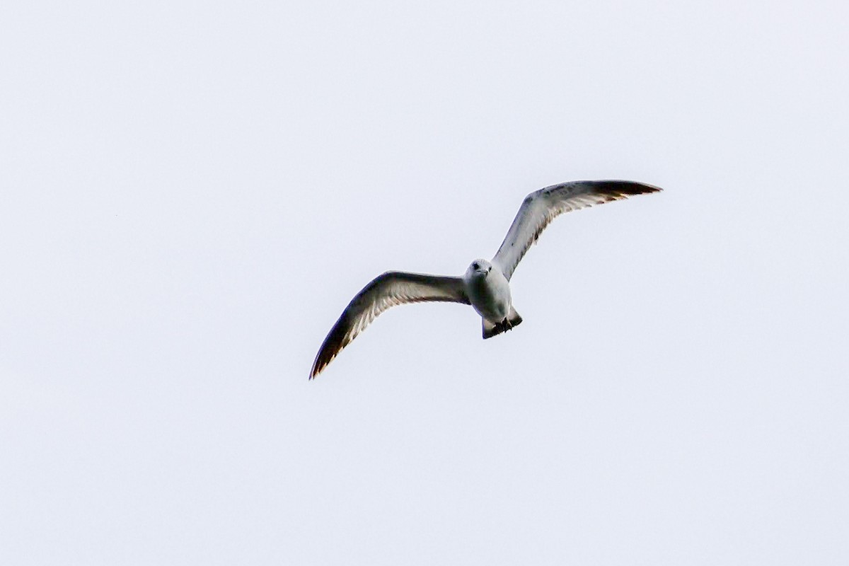 Делавэрская чайка - ML619109899