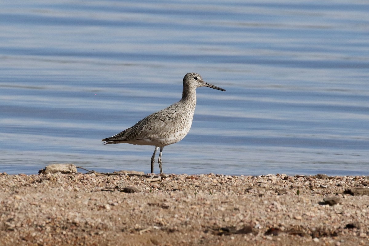 Willet - Sabrina Hepburn