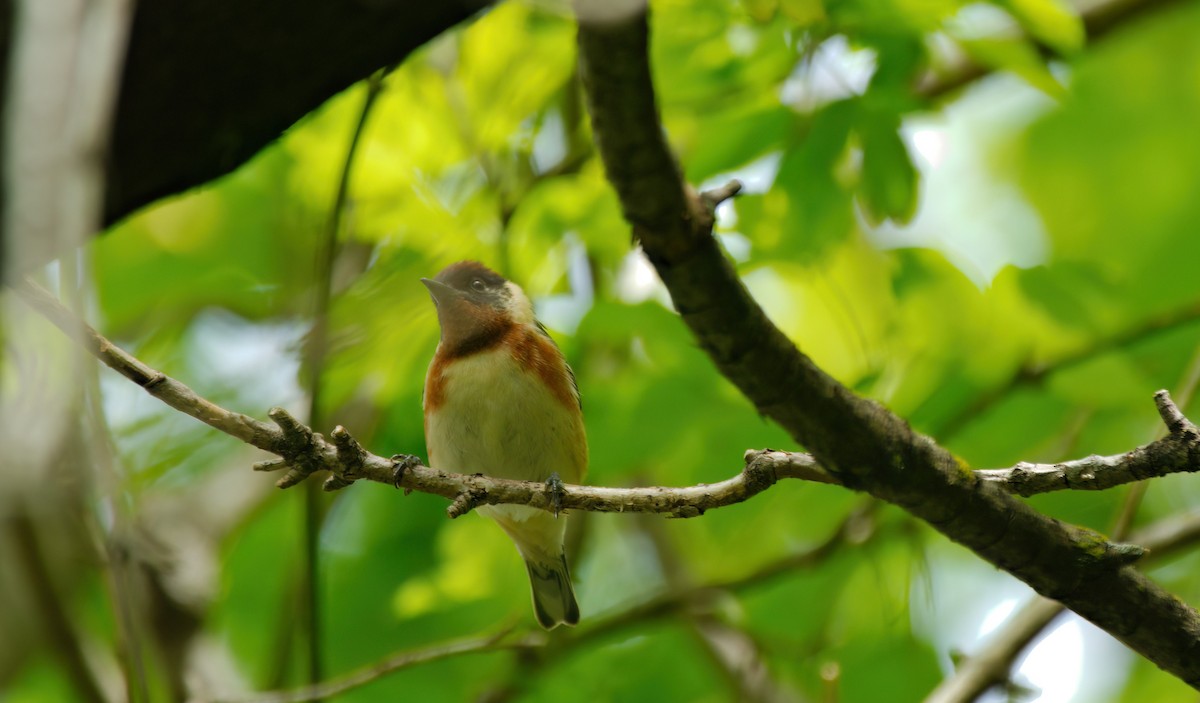 Bay-breasted Warbler - Gregory Ball