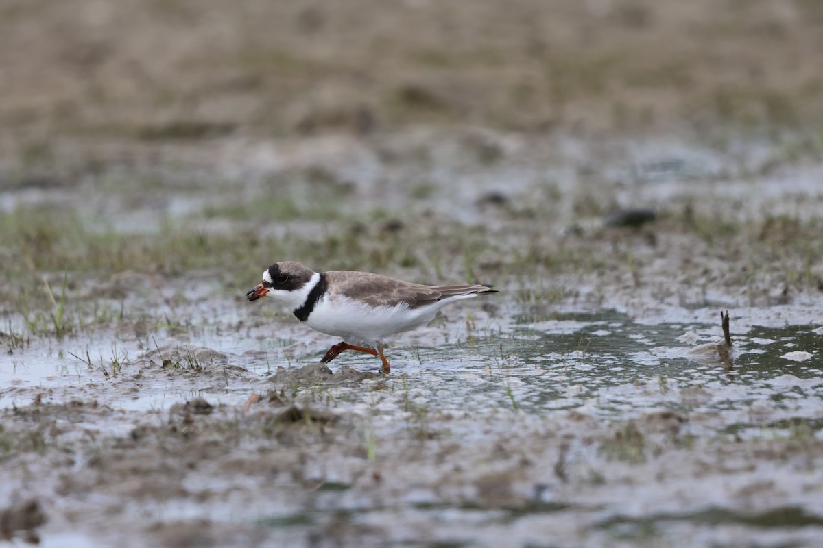Semipalmated Plover - Janice Farral