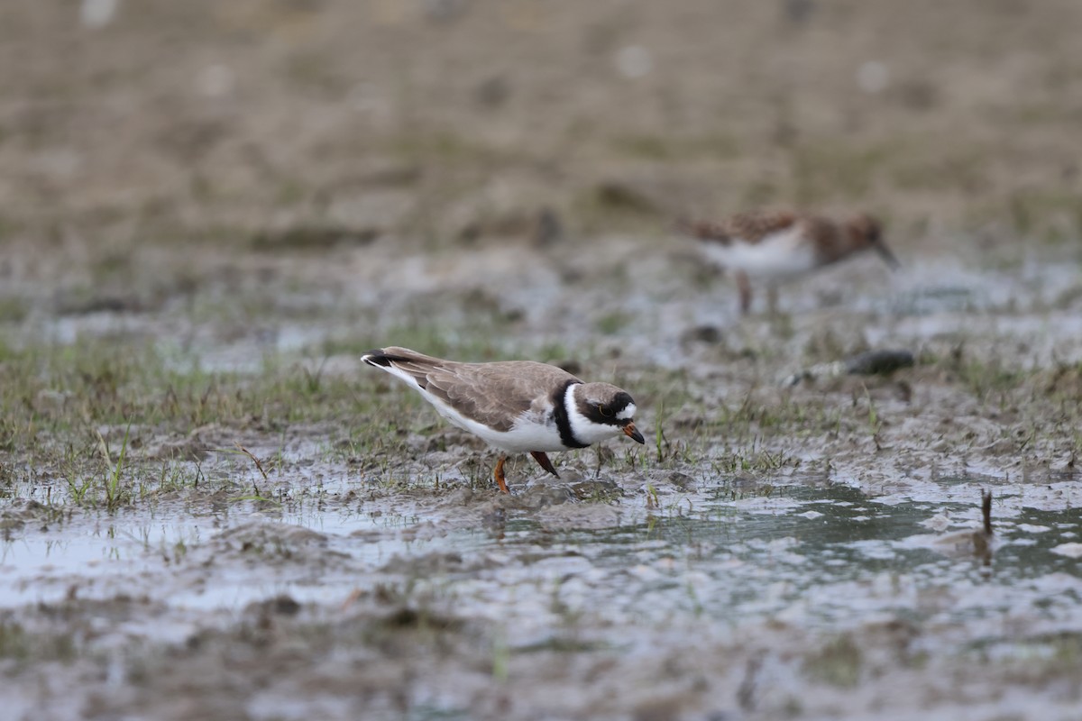 Semipalmated Plover - Janice Farral