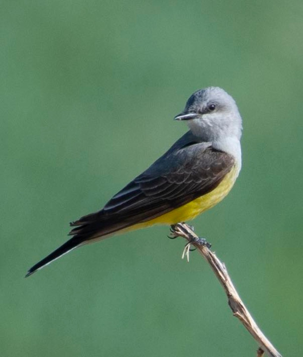 Western Kingbird - KC Childs