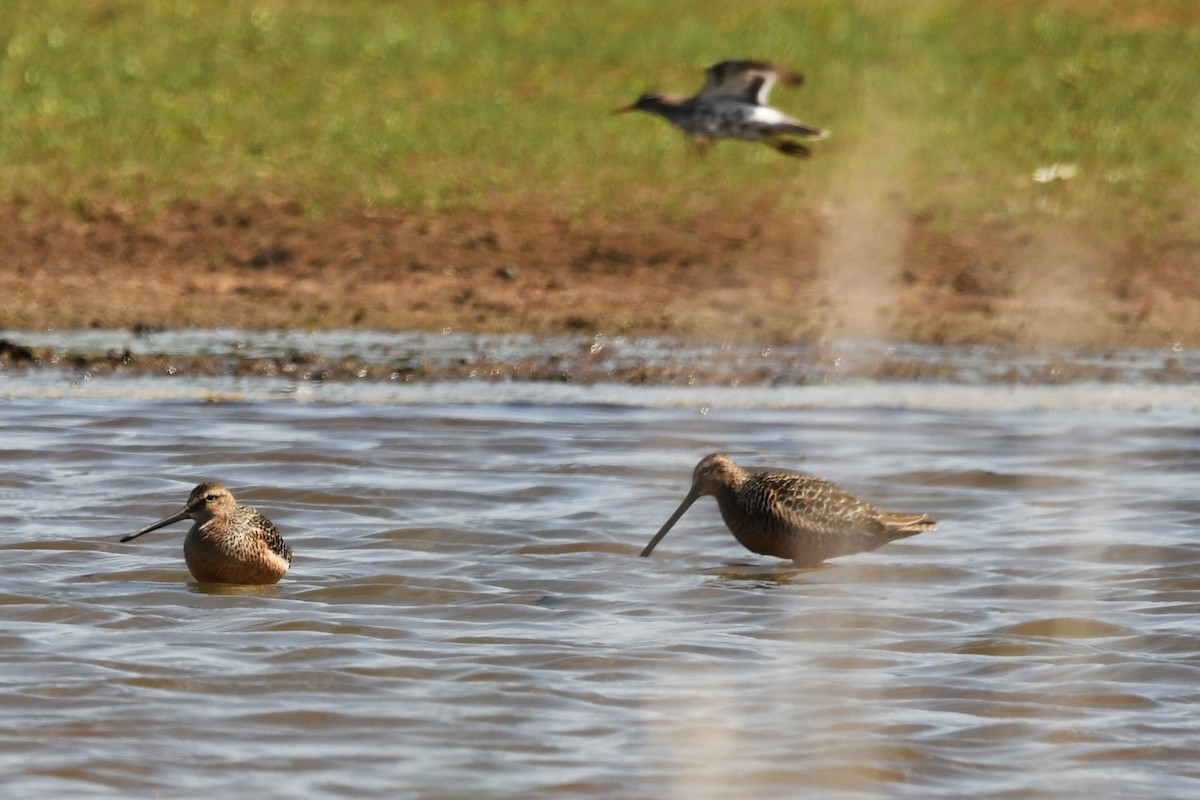 Long-billed Dowitcher - Robin P