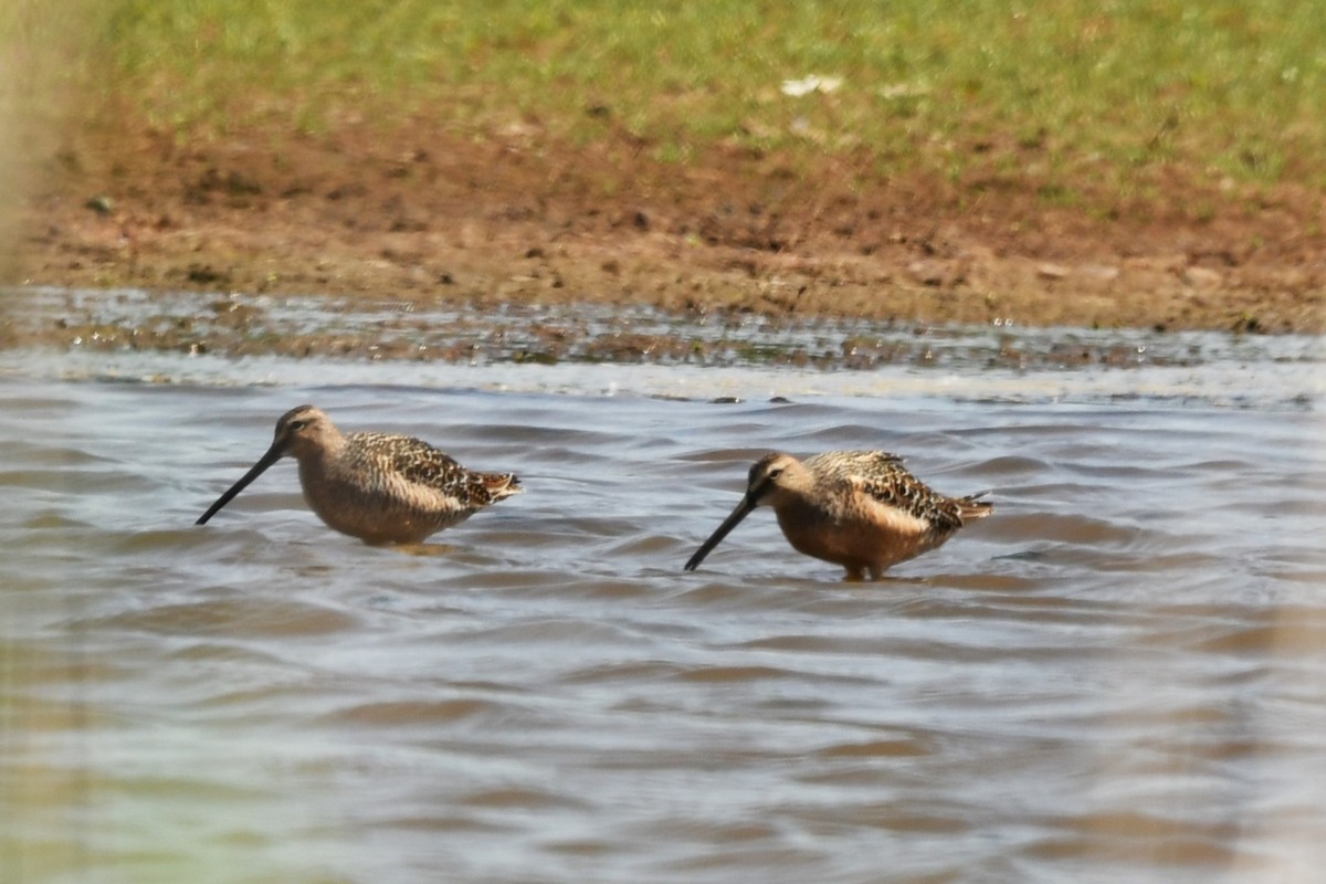 Long-billed Dowitcher - Robin P