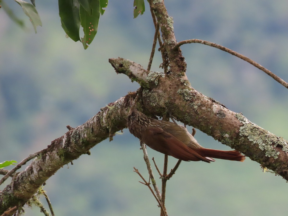 Streak-headed Woodcreeper - Cristian Cufiño