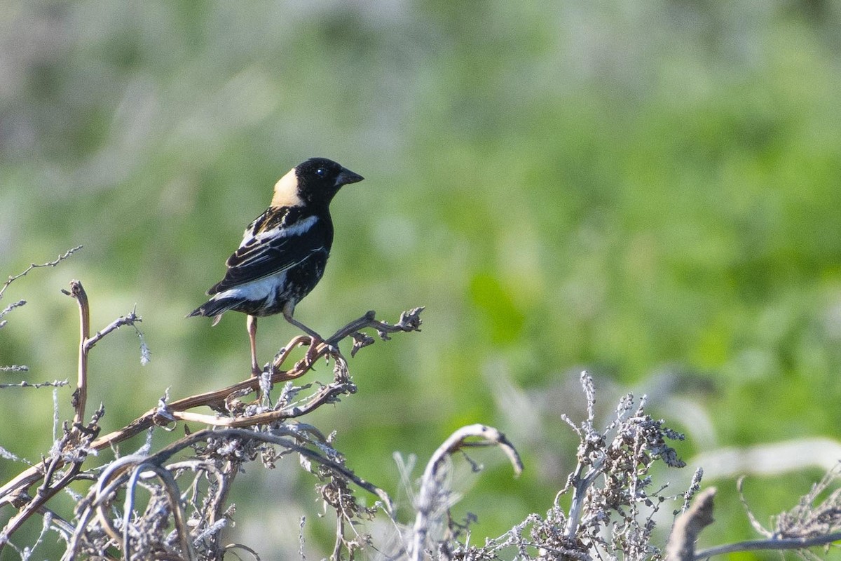 Bobolink - KC Childs