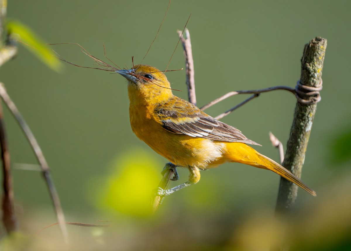 Baltimore Oriole - Dori Eldridge