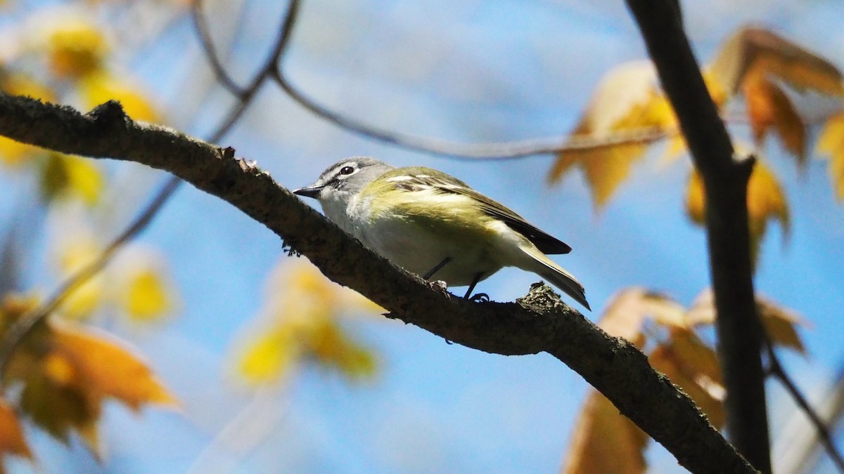 Blue-headed Vireo - Ken MacDonald