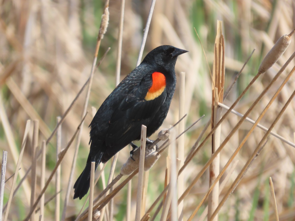 Red-winged Blackbird - Kieran Schnitzspahn