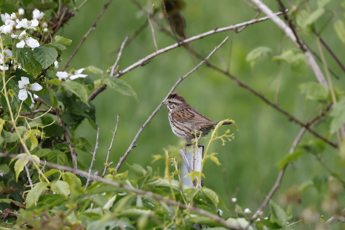 Song Sparrow - Mathieu Soetens