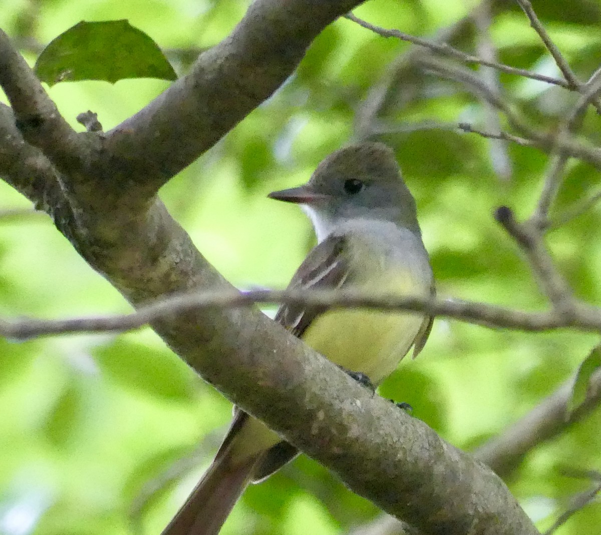 Great Crested Flycatcher - Cindy Sherwood