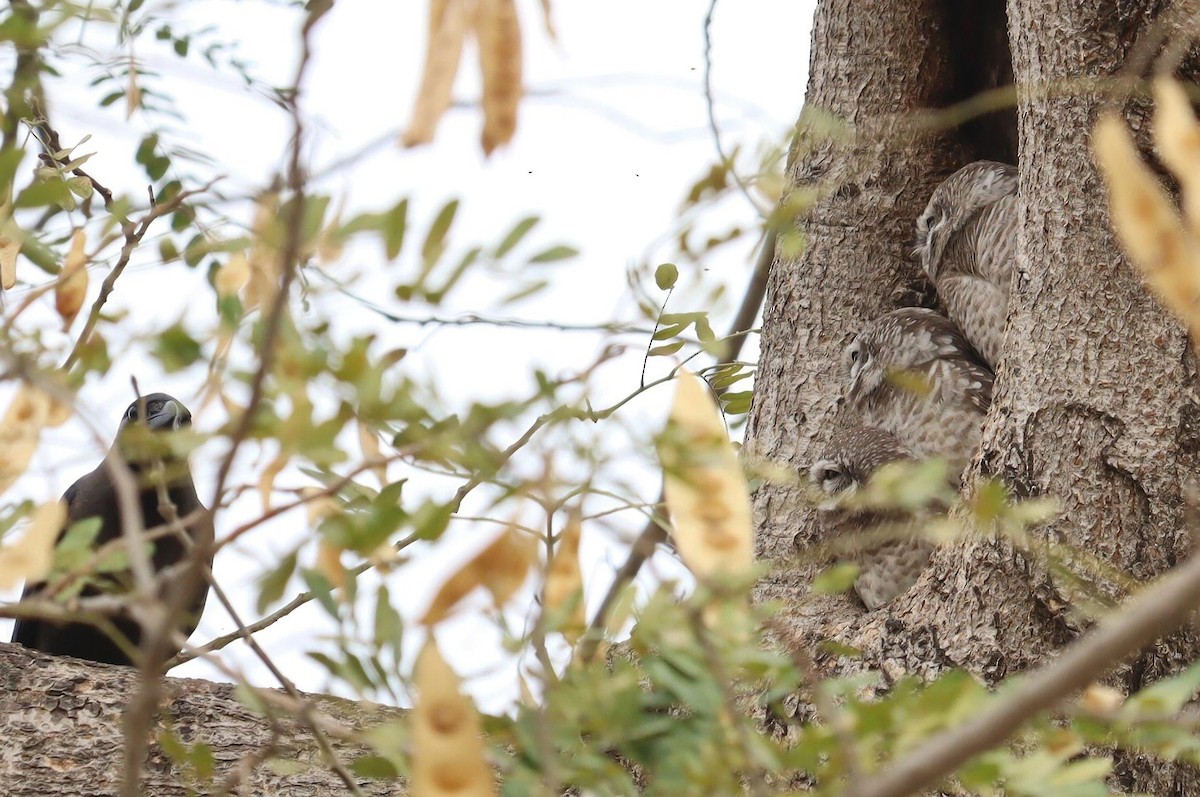 Spotted Owlet - ML619110063