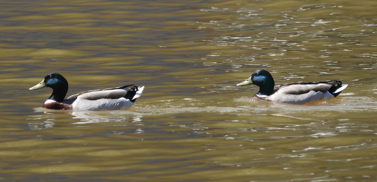 Mallard - Russlyn M