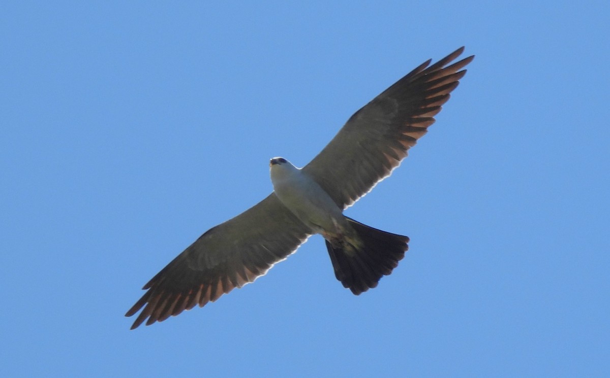 Mississippi Kite - Russlyn M