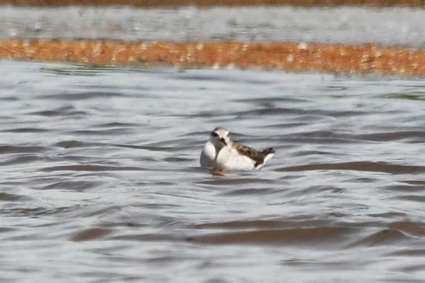 Wilson's Phalarope - Robin P