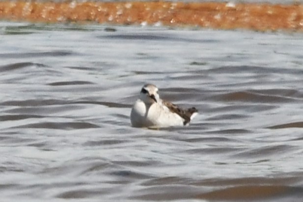 Wilson's Phalarope - Robin P