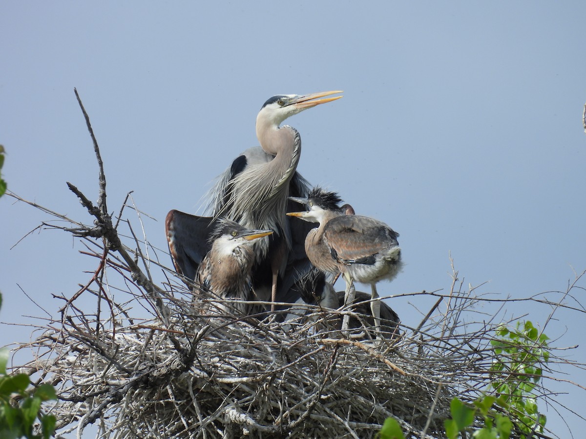 Great Blue Heron - Jay Breidt