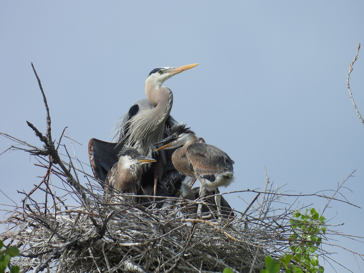 Great Blue Heron - Jay Breidt