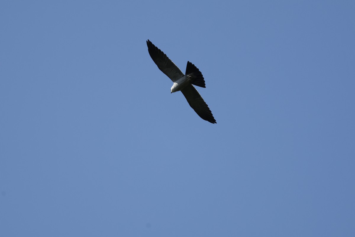 Mississippi Kite - Mathieu Soetens