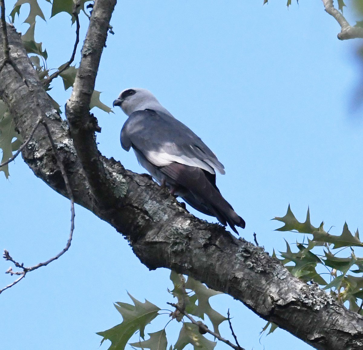 Mississippi Kite - ML619110169