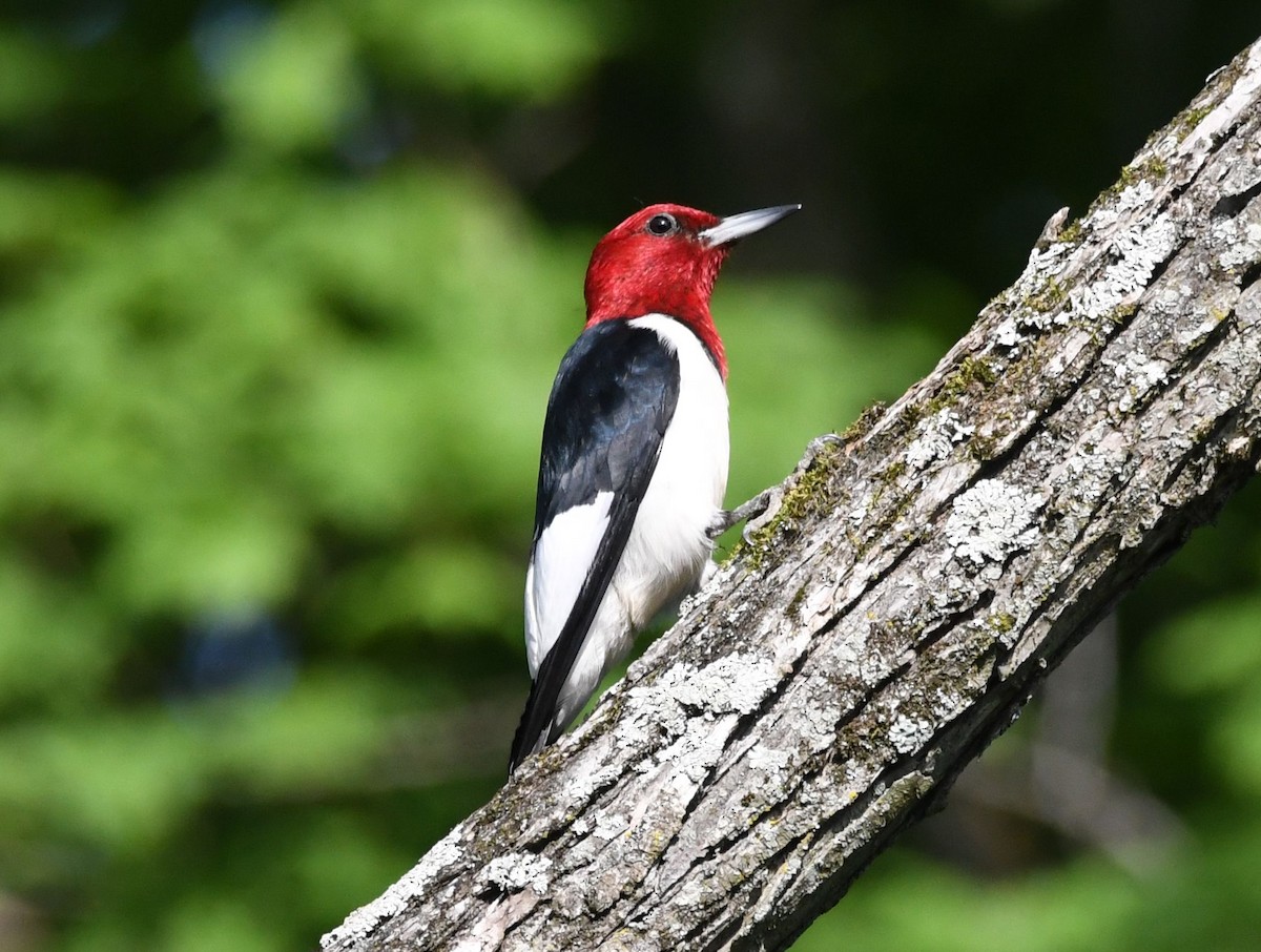 Pic à tête rouge - ML619110176