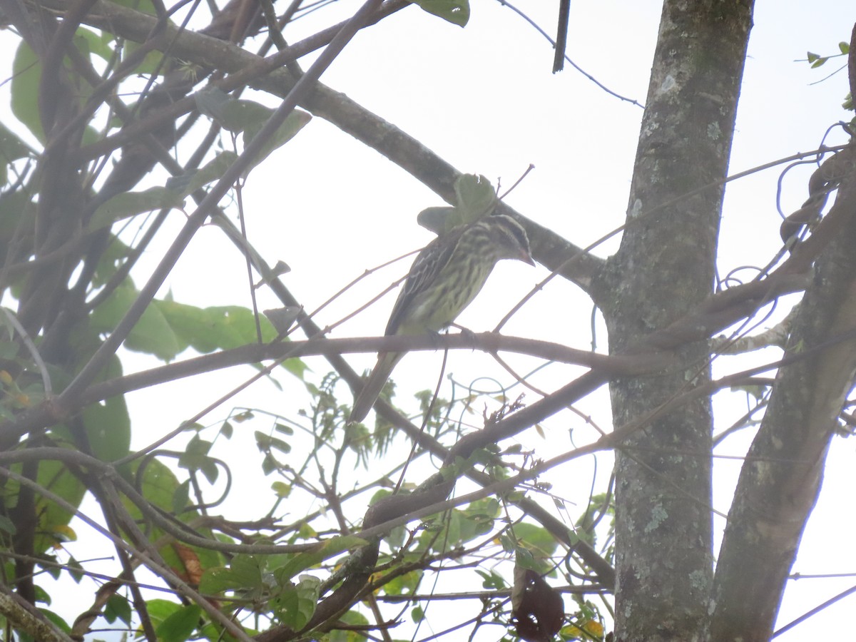 Variegated Flycatcher - Cristian Cufiño