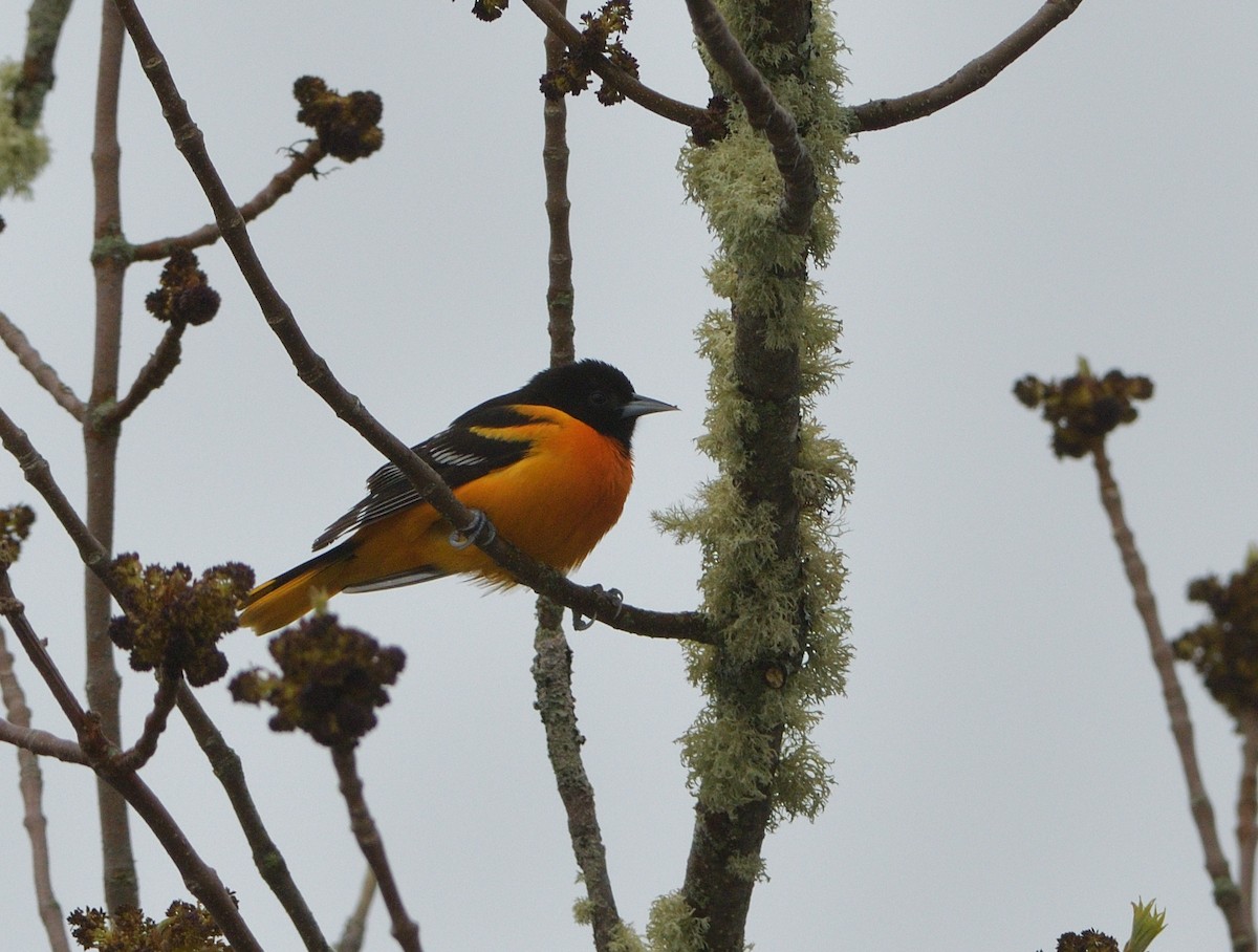 Baltimore Oriole - Woody Gillies