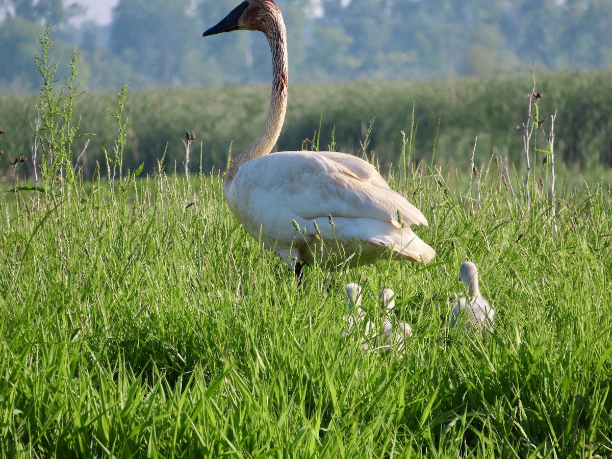 Trumpeter Swan - Stephanie Parker