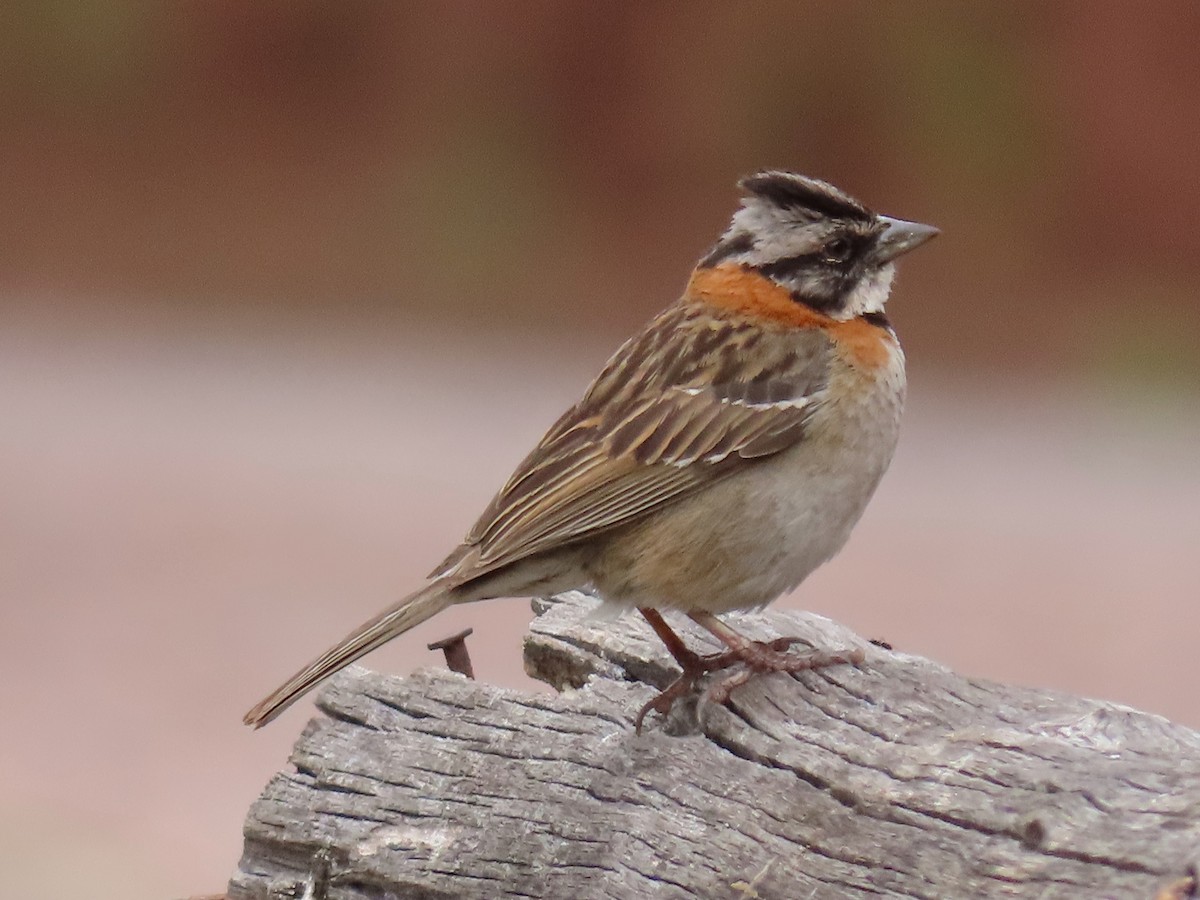 Rufous-collared Sparrow - Greg Vassilopoulos
